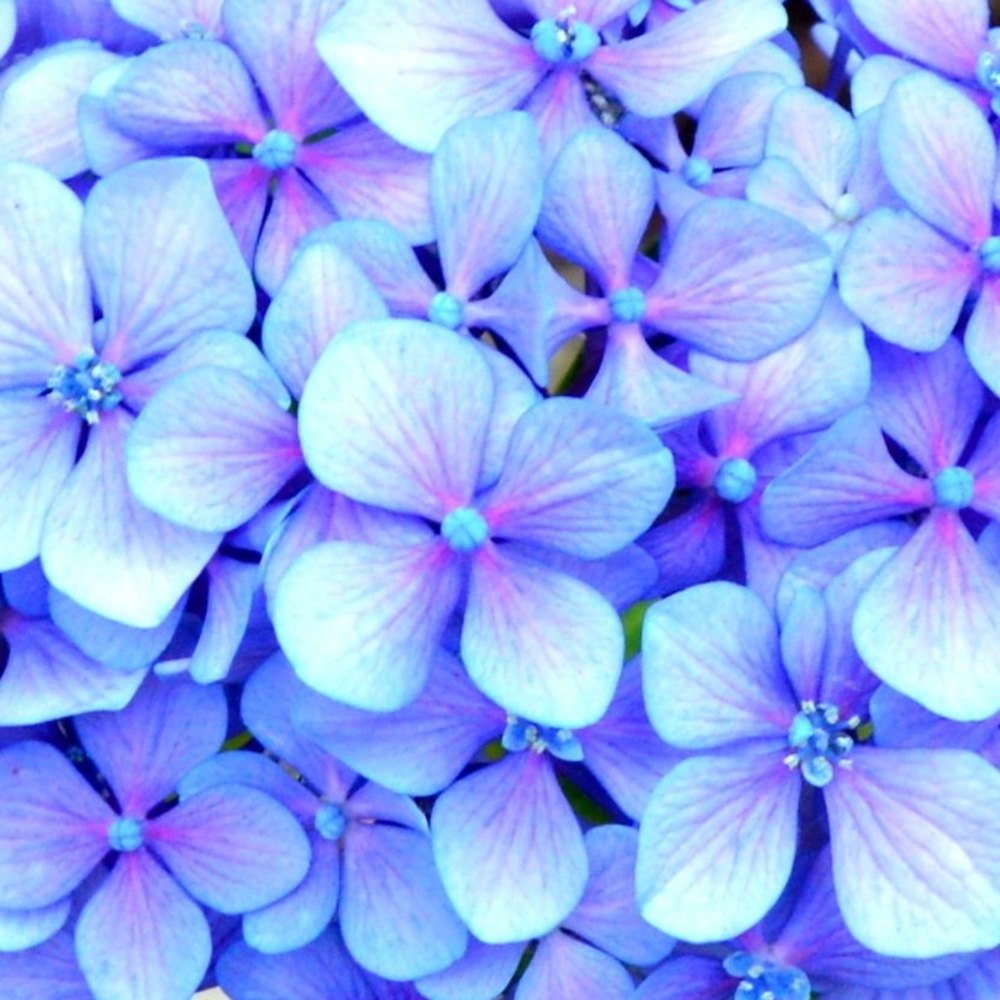 Meet your Posher, Diana